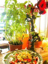 How green was my kitchen-1.JPG